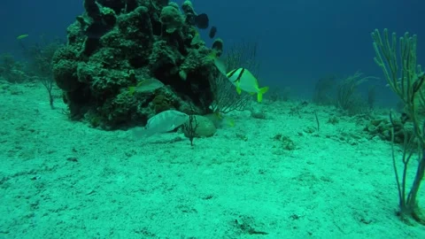 Underwater view of a coral Stock Footage 155402372
