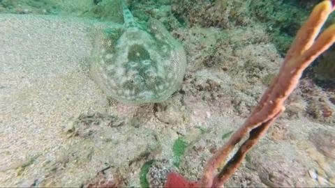 Underwater view of a coral Stock Footage 155405350