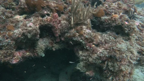 Underwater view of a coral Stock Footage 155591966