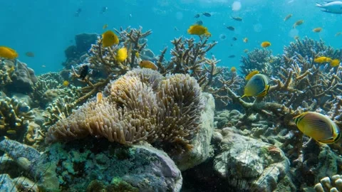 Underwater view of a coral 库存影片 156848091