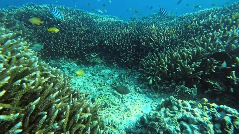 Underwater View of Coral Gardens and Diverse Marine at Gili Trawangan, Lombok Stock Footage 283841253
