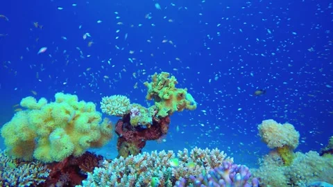 Underwater view on coral reef and fishes Colorful tropical ocean Scene Marine Video stock 336449941