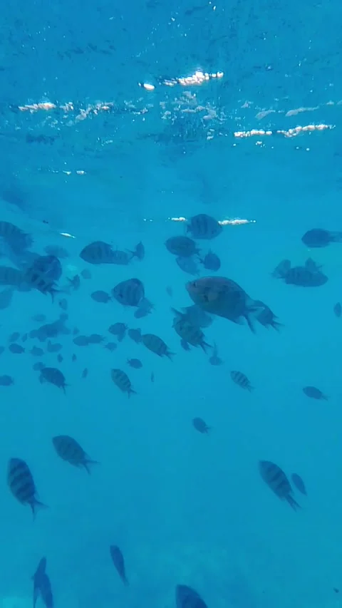 Underwater view of coral reef fish in Red Sea from Seascope submarine Egypt Video stock 341288674
