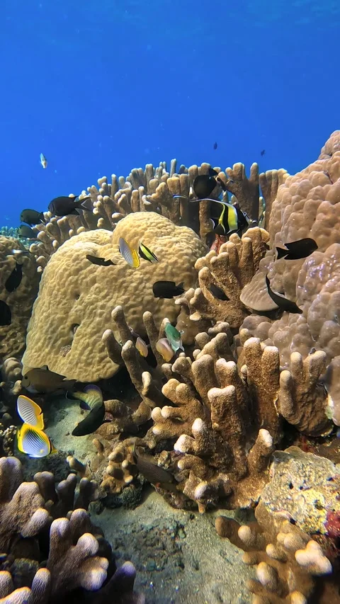 Underwater view of coral reef formations and schools of tropical fish in Raja Stock Footage 311329024