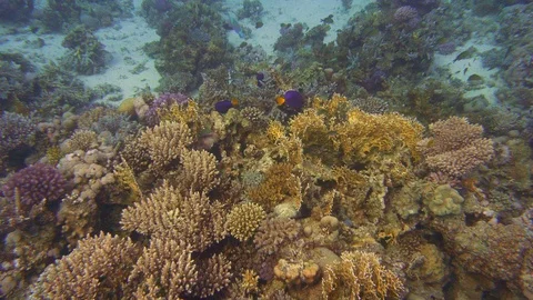 Underwater View Coral Reef Red Sea Egypt Stock Footage 101644689