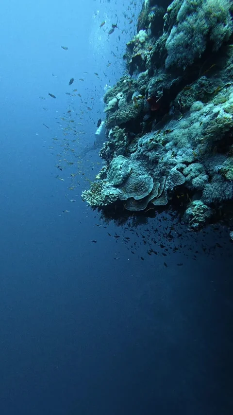 Underwater view of a coral reef wall with a school of small tropical fish Stock Footage 335205200