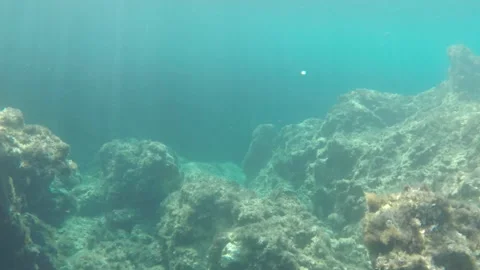 Underwater view corals and fish Stock Footage 146136195
