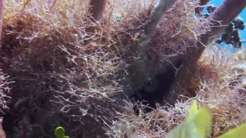 Underwater view of corals and fish is truly remarkable close-up. Stock Footage 235652189