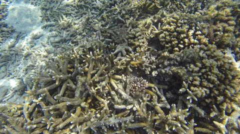 Underwater view of corals Stock Photos