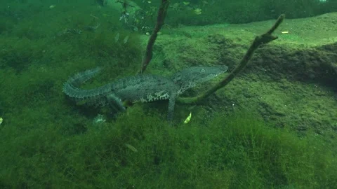 Underwater view of a crocodile approachi... | Stock Video | Pond5