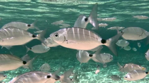 Underwater view of  a crowd of Mediterranean fish in the crystal clear waters. Video stock 278353405