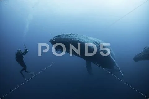 Underwater View Of Diver Photographing Humpback Whale, Revillagigedo Islands,
