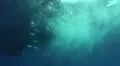 Underwater view of divers entering the water from a boat HD Footage