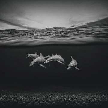 Underwater view of dolphins Stock Photos