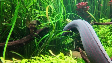 Underwater view of a Fire Eel, Mastacembelus Erythrotaenia, 스톡 동영상 341612693