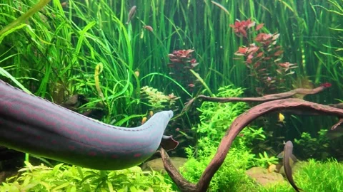 Underwater view of a Fire Eel, Mastacembelus Erythrotaenia, Stock-Footage 341612711