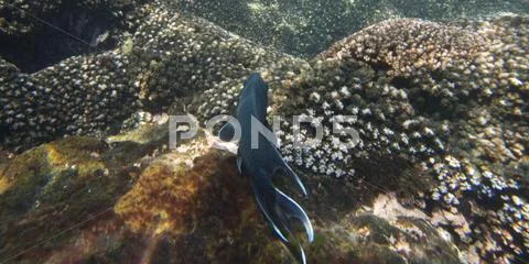 Underwater view of a fish and the ocean floor Stock Photos