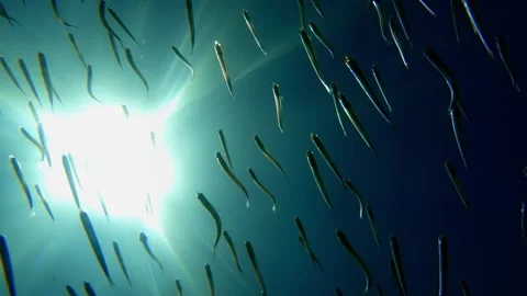 Underwater view of fish and sun shining over sea surface 動画素材 279864068