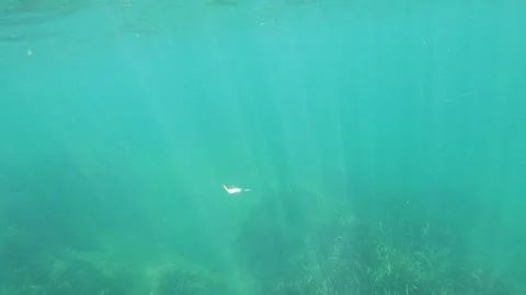 Underwater view of fish being catched by lure citing it in slow motion Video stock 245357998