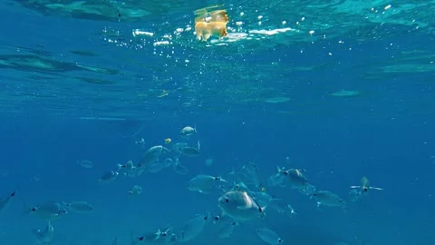 Underwater view of fish eating bread from surface Stock Footage 277544191