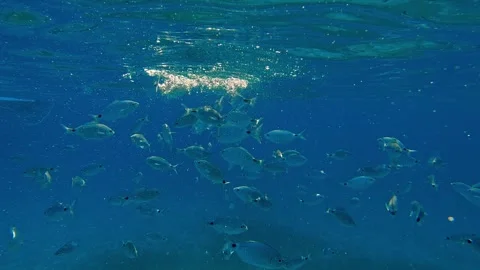 Underwater view of fish eating bread from surface in Favignana, Italy Видео 279868042
