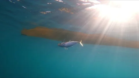 Underwater view of fish hooked being pulled out of water by fisherman in kayak Stock Footage 138145631