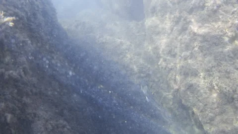 Underwater view of a fish moving along a rocky seabed covered with marine algae Stock Footage 343039243