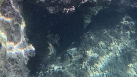 Underwater view of a fish near a dark rock crevice with light rays, Golfe-Juan, Stock Footage 344830148