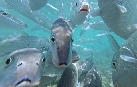 Underwater view of a fish Stock Photos