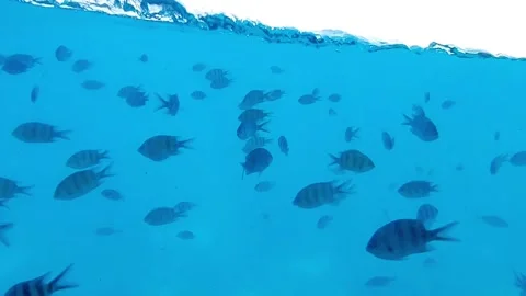 Underwater view of fish school from Seascope submarine in Egypt Red Sea 스톡 동영상 341289305