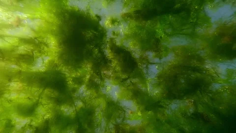 Underwater view on floating colony of colonial form single-celled algae blooms Stock Footage 315970922