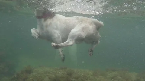 Underwater view of a floating dog Stock-Footage 81039350