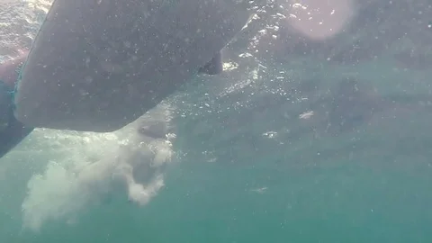 Underwater view of a floating dog Stock Footage 84550226