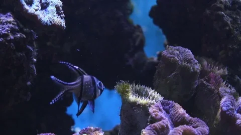 Underwater view at Flock of fish in coral reef Stock Footage 77639412