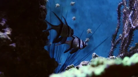 Underwater view at Flock of fish in coral reef Stock Footage 77639512