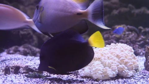 Underwater view at Flock of fish in coral reef Stock Footage 77640680