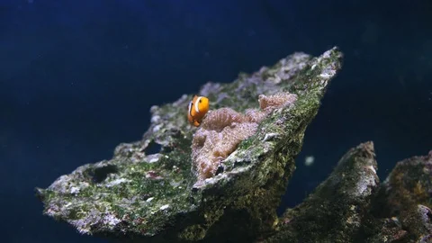 Underwater view at Flock of fish in coral reef Stock Footage 77641525