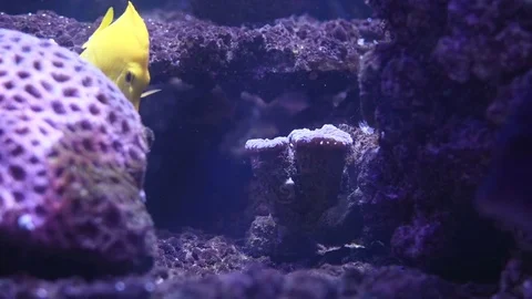 Underwater view at Flock of fish in coral reef Stock Footage 77641773