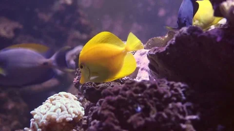 Underwater view at Flock of fish in coral reef Stock Footage 77641797