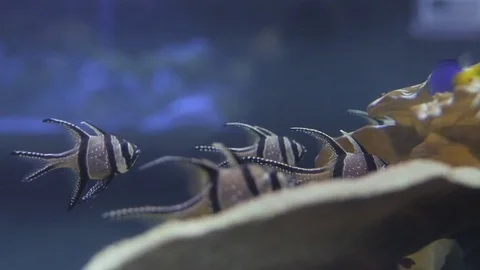 Underwater view at Flock of fish in coral reef Stock Footage 77648780