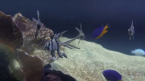 Underwater view at Flock of fish in coral reef Stock Footage 78130832