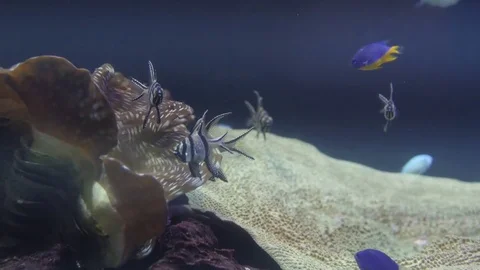Underwater view at Flock of fish in coral reef Stock Footage 78131334