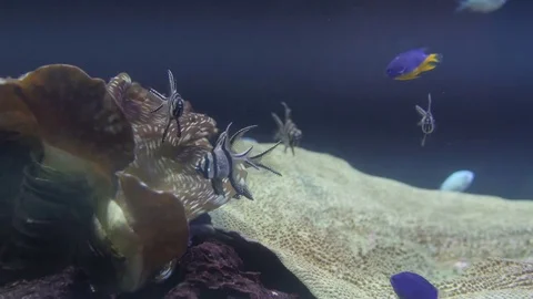 Underwater view at Flock of fish in coral reef Stock Footage 78131377