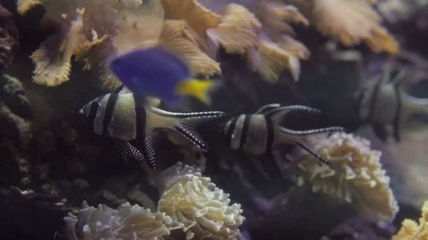 Underwater view at Flock of fish in coral reef Stock Footage 78131432