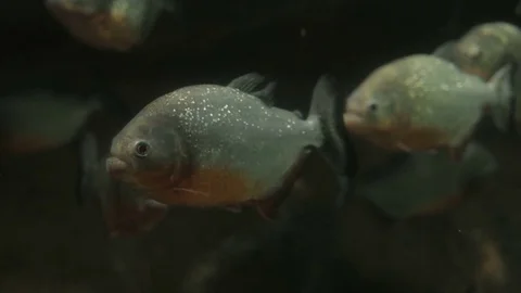 Underwater view at Flock of fish Stock Footage 78131051