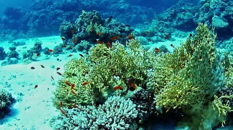 Underwater view 動画素材 10587203