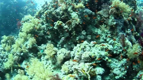 Underwater view Stock Footage 10595372