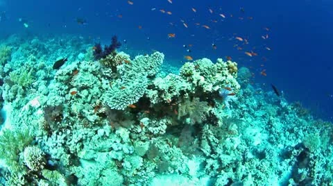 Underwater view 動画素材 10595465