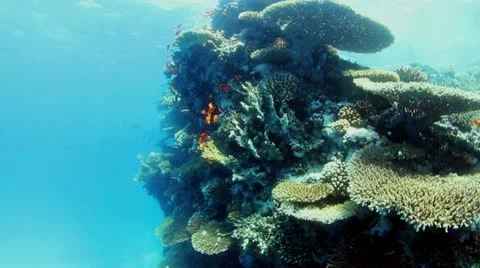 Underwater view Stock Footage 11972561