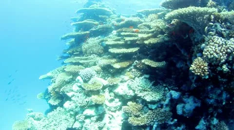 Underwater view 動画素材 12426028